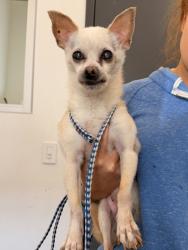 Shelter Stray Male Dog last seen W 74 & Franklin, 2nd District, OH, 9203 Detroit Ave, Cleveland, OH 44102, USA