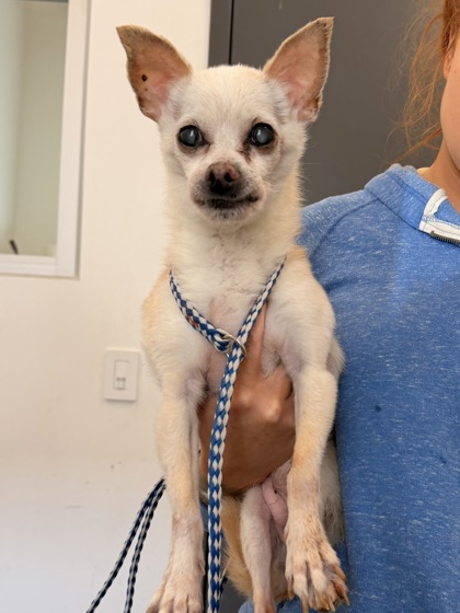 Shelter Stray Male Dog last seen W 74 & Franklin, 2nd District, OH, 9203 Detroit Ave, Cleveland, OH 44102, USA