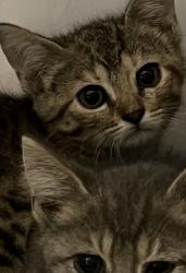 Shelter Stray Unknown Cat last seen Joliet Rd, Westfield City, IN, 10501 Hague Rd, Fishers, IN 46038, USA