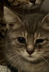 Shelter Stray Unknown Cat last seen Joliet Rd, Westfield City, IN, 10501 Hague Rd, Fishers, IN 46038, USA