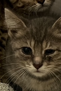 Shelter Stray Unknown Cat last seen Joliet Rd, Westfield City, IN, 10501 Hague Rd, Fishers, IN 46038, USA