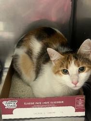 Shelter Stray Unknown Cat last seen Gaskin Way/ 126th, Carmel City, IN, 10501 Hague Rd, Fishers, IN 46038, USA