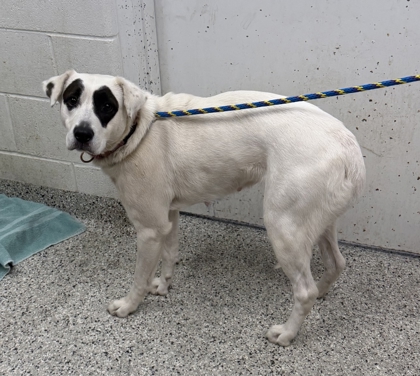 Shelter Stray Female Dog last seen Near Cypress Ave, 64127, MO, 7077 Elmwood Ave, Kansas City, MO 64132, USA