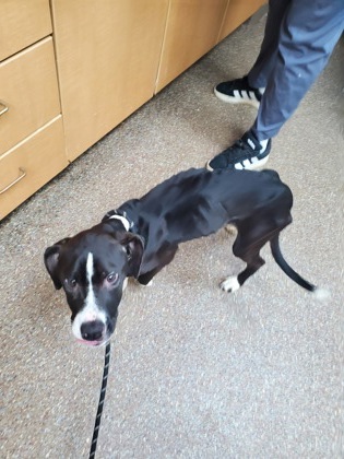 Shelter Stray Female Dog last seen Hanover Street & Jackson Street, City of Charleston, SC, 2455 Remount Rd, North Charleston, SC 29406, USA
