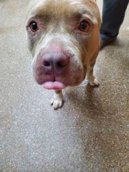 Shelter Stray Male Dog last seen Near Success Street, North Charleston, SC, 2455 Remount Rd, North Charleston, SC 29406, USA