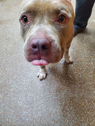 Shelter Stray Male Dog last seen Near Success Street, North Charleston, SC, 2455 Remount Rd, North Charleston, SC 29406, USA