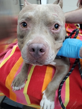 Shelter Stray Male Dog last seen Near Success Street, North Charleston, SC, 2455 Remount Rd, North Charleston, SC 29406, USA