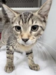 Shelter Stray Female Cat last seen Near Sanford Road, City of Charleston, SC, 2455 Remount Rd, North Charleston, SC 29406, USA