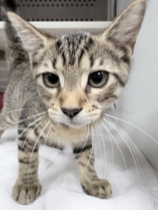 Shelter Stray Female Cat last seen Near Sanford Road, City of Charleston, SC, 2455 Remount Rd, North Charleston, SC 29406, USA