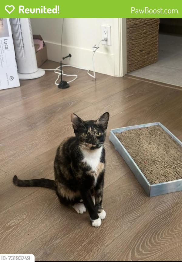 Reunited Female Cat last seen Balboa court and mission blvd, San Diego, CA 92109
