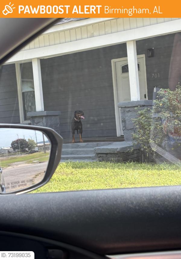 Found/Stray Unknown Dog last seen O’Neal steel on messer airport hwy, Birmingham, AL 35222