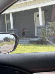 Found/Stray Unknown Dog last seen O’Neal steel on messer airport hwy, Birmingham, AL 35222