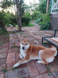 Reunited Female Dog last seen Oglethorpe Street NW, Washington, DC, Washington, DC 20011