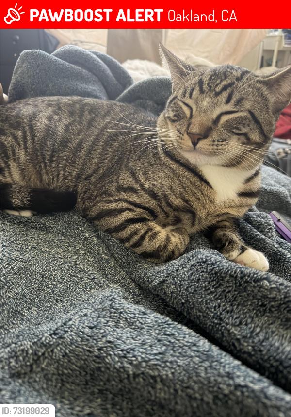 Lost Male Cat last seen Near and Ney ave, Oakland, CA 94605