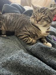 Lost Male Cat last seen Near and Ney ave, Oakland, CA 94605