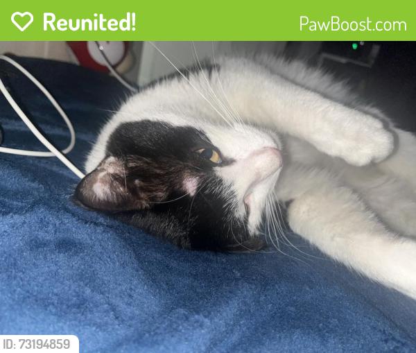 Reunited Male Cat last seen Sherlock Elementary School, Super Mercado Trejo, Torres Fresh Market, Cicero, IL 60804
