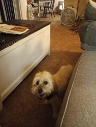 Lost Female Dog last seen Deersprings and Hwy 15, San Marcos, CA 92069