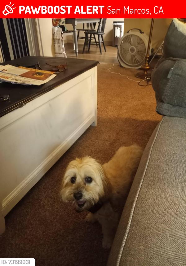 Lost Female Dog last seen Deersprings and Hwy 15, San Marcos, CA 92069