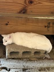 Found/Stray Unknown Cat last seen Carmen and Ravenswood, Chicago, IL 60640
