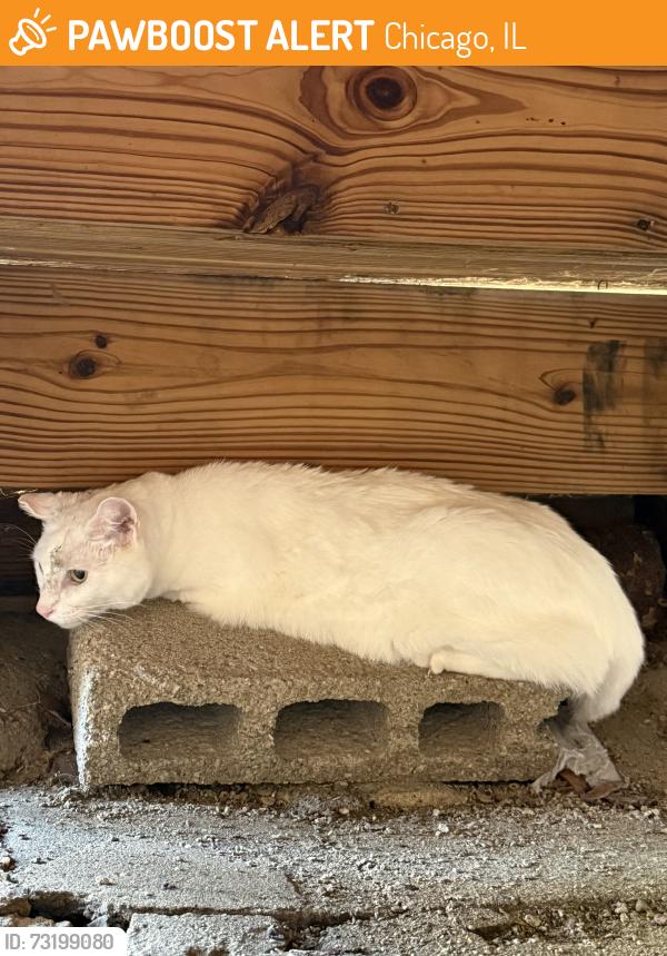 Found/Stray Unknown Cat last seen Carmen and Ravenswood, Chicago, IL 60640