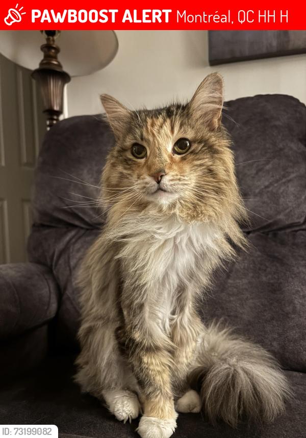 Lost Female Cat last seen Rue Rideau, Montréal, QC H9H 2H4