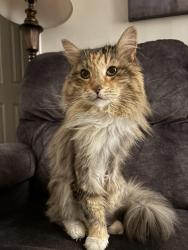 Lost Female Cat last seen Rue Rideau, Montréal, QC H9H 2H4