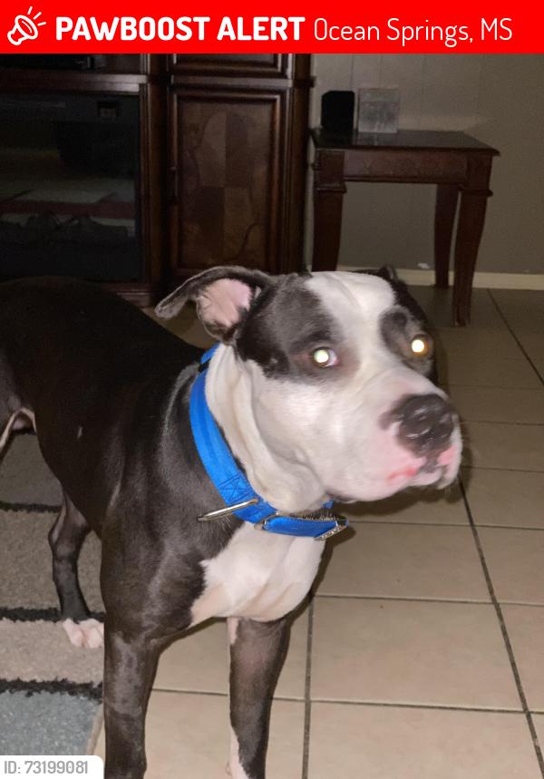 Lost Male Dog last seen N 8th St Ocean Springs Ms, Ocean Springs, MS 39564