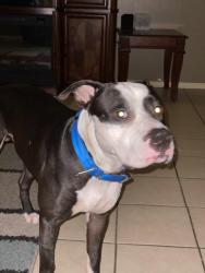 Lost Male Dog last seen N 8th St Ocean Springs Ms, Ocean Springs, MS 39564