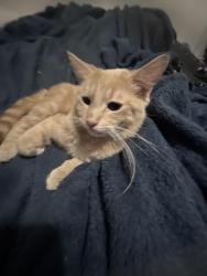 Lost Male Cat last seen laurel lane, Virginia Beach, VA 23451