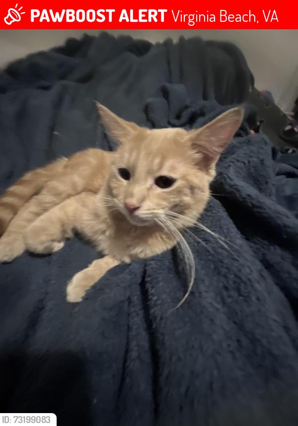Lost Male Cat last seen laurel lane, Virginia Beach, VA 23451