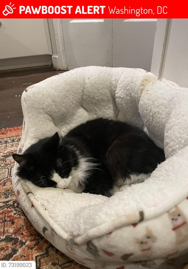 Lost Male Cat last seen Rodman Street and University Blvd, NW Washington DC 20016 /American Universityy, Washington, DC 20016
