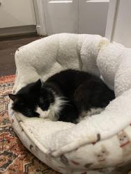 Lost Male Cat last seen Rodman Street and University Blvd, NW Washington DC 20016 /American Universityy, Washington, DC 20016