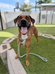 Shelter Stray Male Dog last seen Near S 1100 W, SALT LAKE CITY, UT, 84104, 511 W 3900 S, Salt Lake City, UT 84123, USA