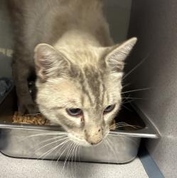 Shelter Stray Male Cat last seen Near W 700 N, SALT LAKE CITY, UT, 84116, 511 W 3900 S, Salt Lake City, UT 84123, USA