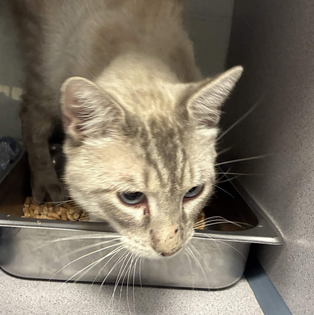 Shelter Stray Male Cat last seen Near W 700 N, SALT LAKE CITY, UT, 84116, 511 W 3900 S, Salt Lake City, UT 84123, USA
