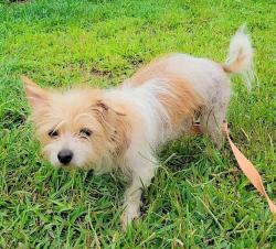 Shelter Stray Female Dog last seen MD, 411 Maxwell Frye Rd, Millersville, MD 21108, USA