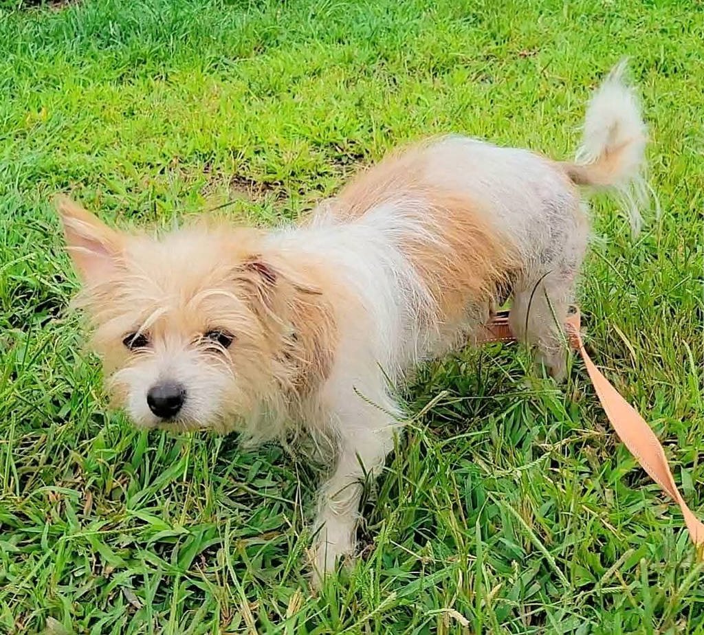Shelter Stray Female Dog last seen MD, 411 Maxwell Frye Rd, Millersville, MD 21108, USA