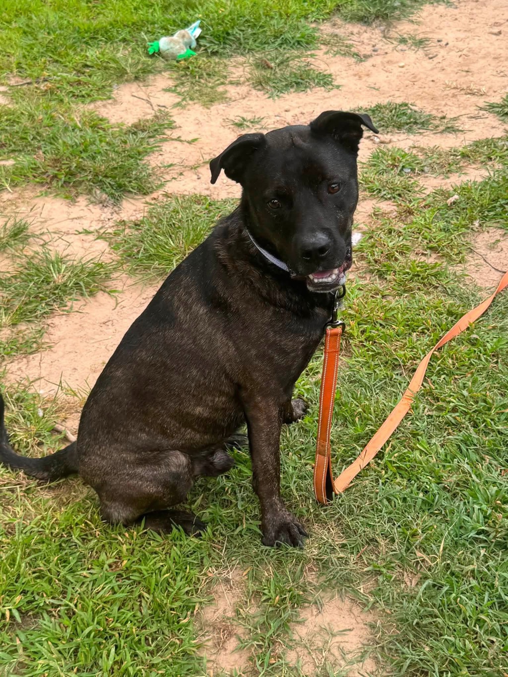 Shelter Stray Male Dog last seen Near Bankfull Lane, LAUREL, MD, 20724, 411 Maxwell Frye Rd, Millersville, MD 21108, USA