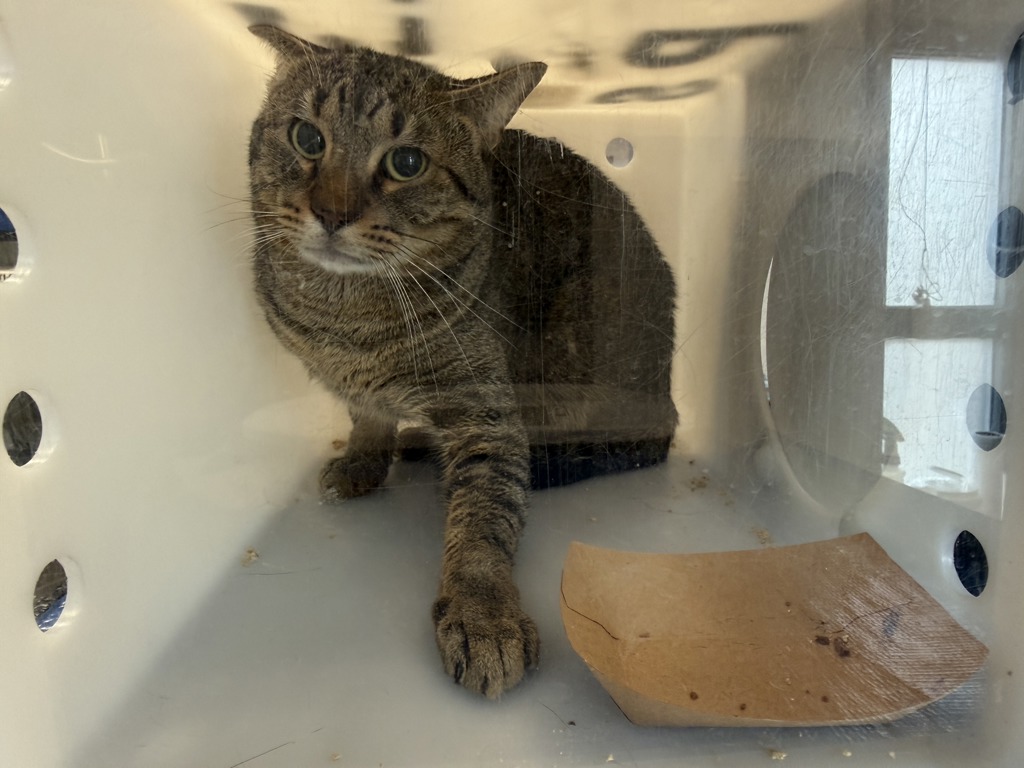 Shelter Stray Male Cat last seen Near Saint Nicholas Terrace, NEW YORK, NY, 10027, 326 E 110th St, New York, NY 10029, USA