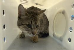 Shelter Stray Male Cat last seen Near Saint Nicholas Terrace, NEW YORK, NY, 10027, 326 E 110th St, New York, NY 10029, USA