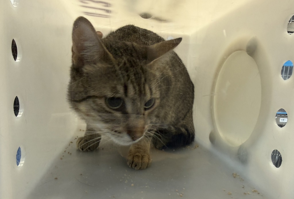 Shelter Stray Male Cat last seen Near Saint Nicholas Terrace, NEW YORK, NY, 10027, 326 E 110th St, New York, NY 10029, USA