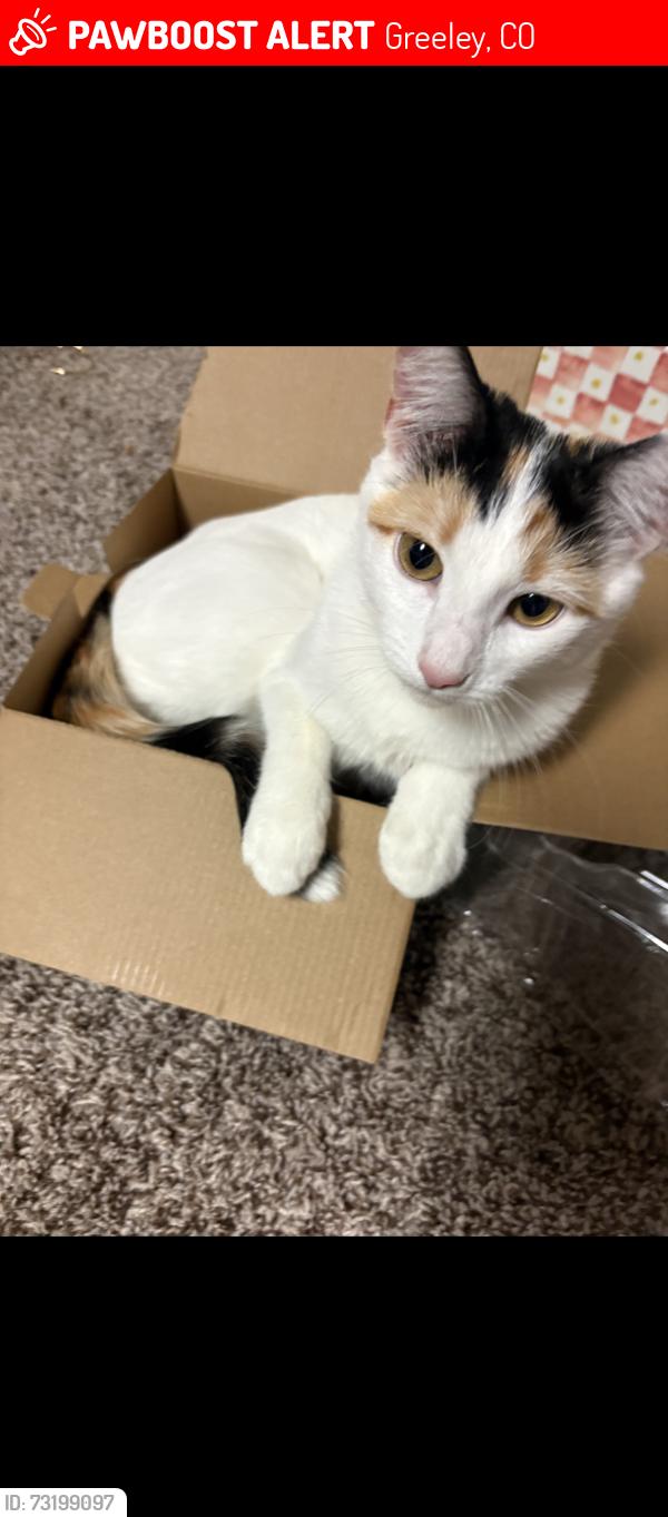 Lost Female Cat last seen She went missing from this location, Greeley, CO 80634