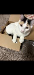 Lost Female Cat last seen She went missing from this location, Greeley, CO 80634