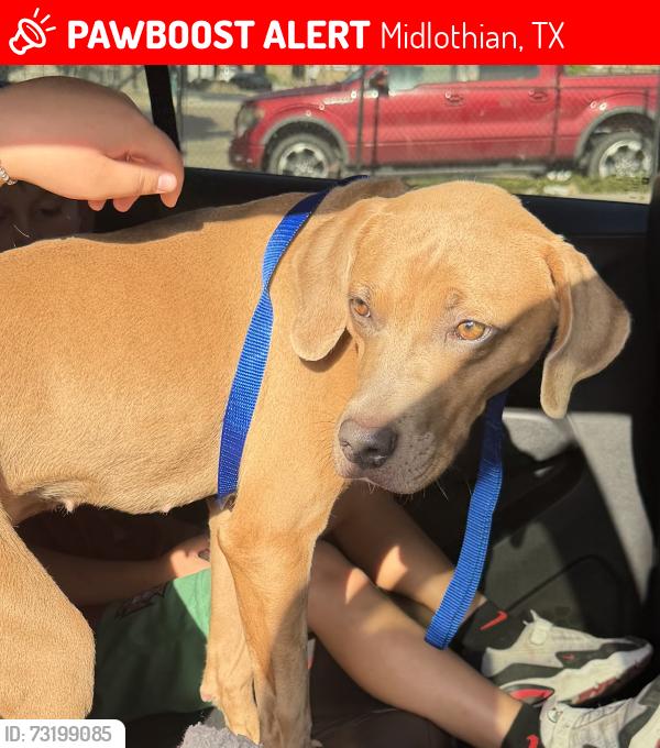 Lost Female Dog last seen FM1387/Onward Rd, Midlothian, TX 76065