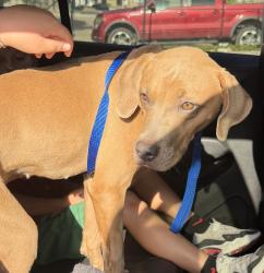 Lost Female Dog last seen FM1387/Onward Rd, Midlothian, TX 76065