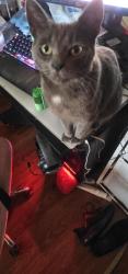 Lost Female Cat last seen 120th St. and Berendo Ave., Los Angeles, CA 90044