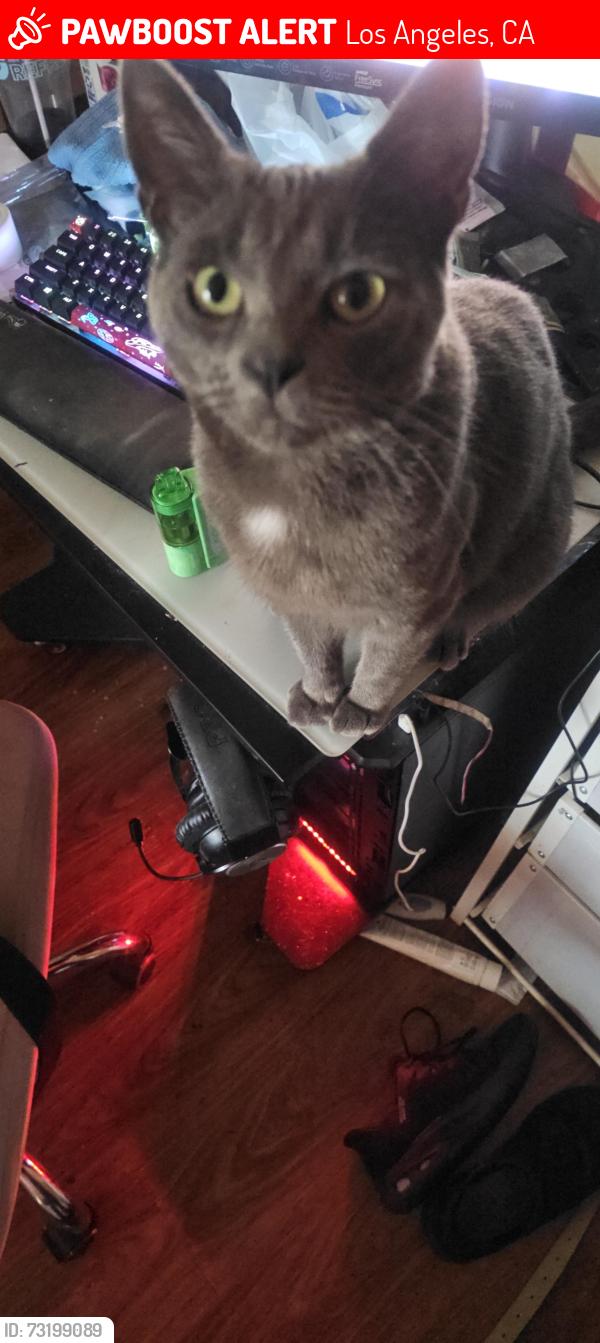 Lost Female Cat last seen 120th St. and Berendo Ave., Los Angeles, CA 90044