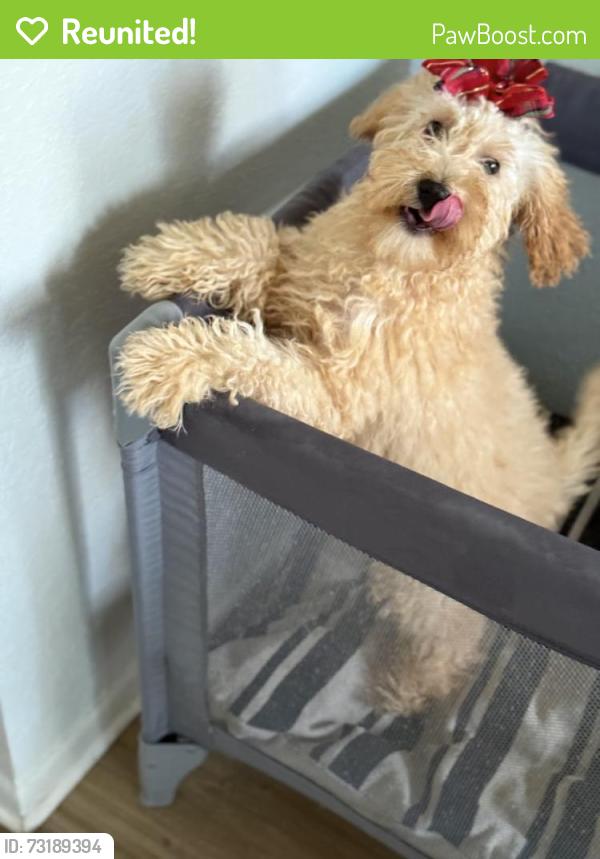 Reunited Female Dog last seen Near Jessa Dr, Kissimmee, FL 34743, USA, Kissimmee, FL 34743