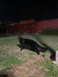 Found/Stray Unknown Cat last seen Rosewood St, San Diego, CA 92109