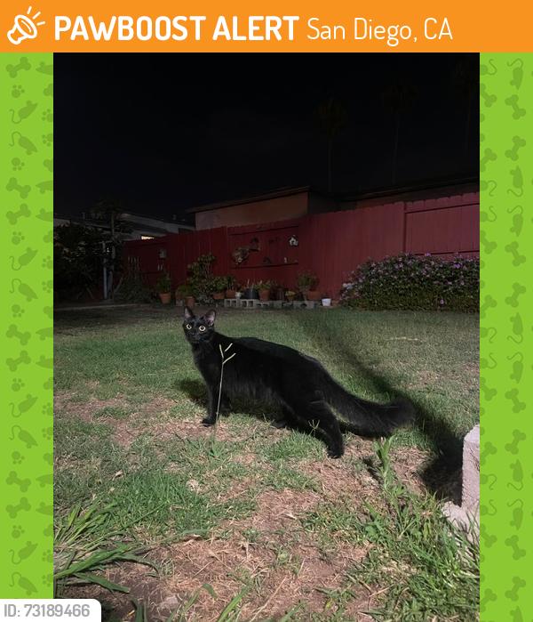 Found/Stray Unknown Cat last seen Rosewood St, San Diego, CA 92109